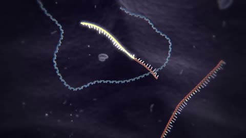 Genome Editing with CRISPR-Cas9