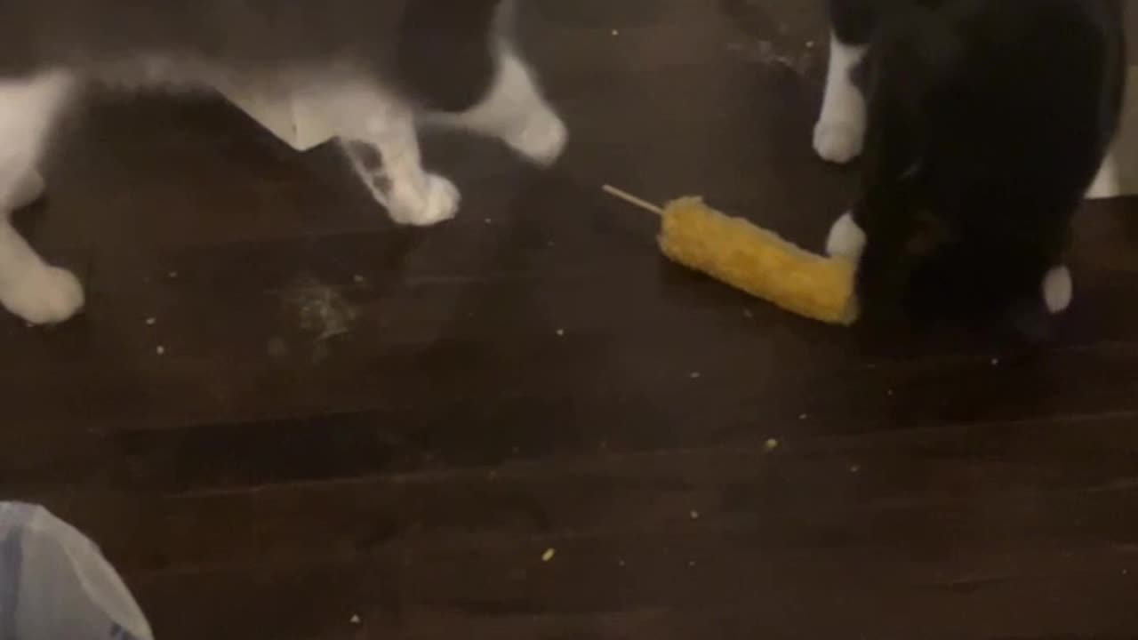 Candid Cat Cam: Corn cob 🌽 edition (wut?)