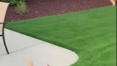 Cat Saves Puppy From Owl Attack #viralsong🔥❤️🤙🤙😍😍😘😘