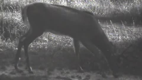 Deer in Woods Ford Lake Shipping - Deer in Woods Ford Lake Shipping - fc-fc-1245a-b