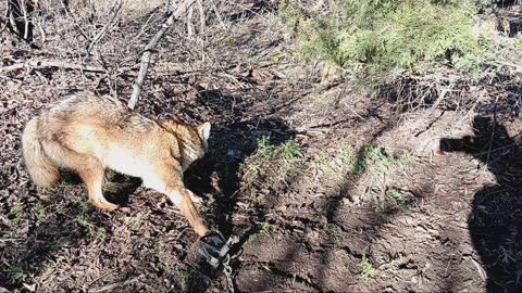 Coyote in a bobcat set