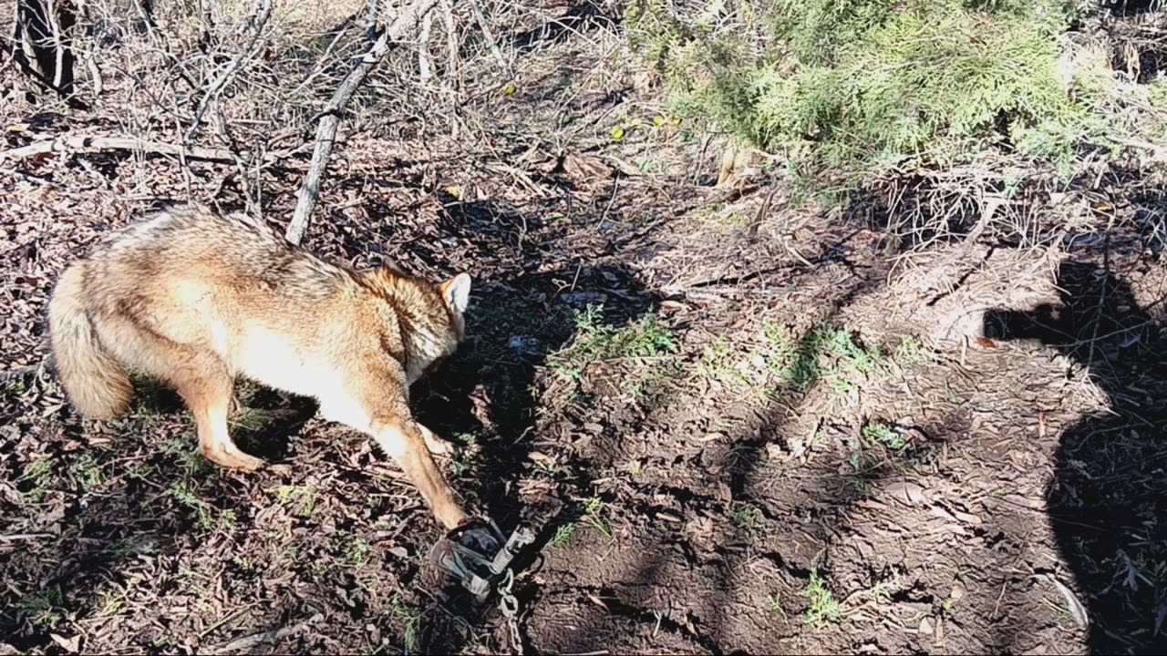 Coyote in a bobcat set