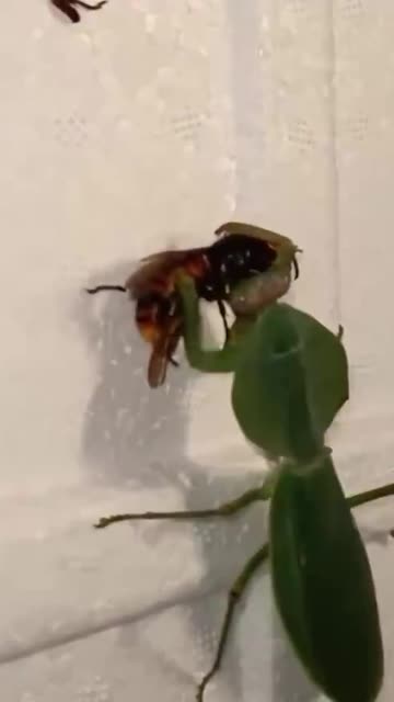 Praying Mantis vs Wasp