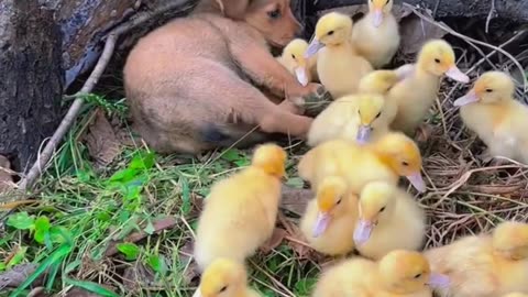 Sleepy Little Puppy Surrounded by Adorable Ducklings! 😴🦆