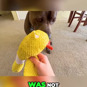 Rocky vs. The Indestructible Toy: A Hilarious Challenge