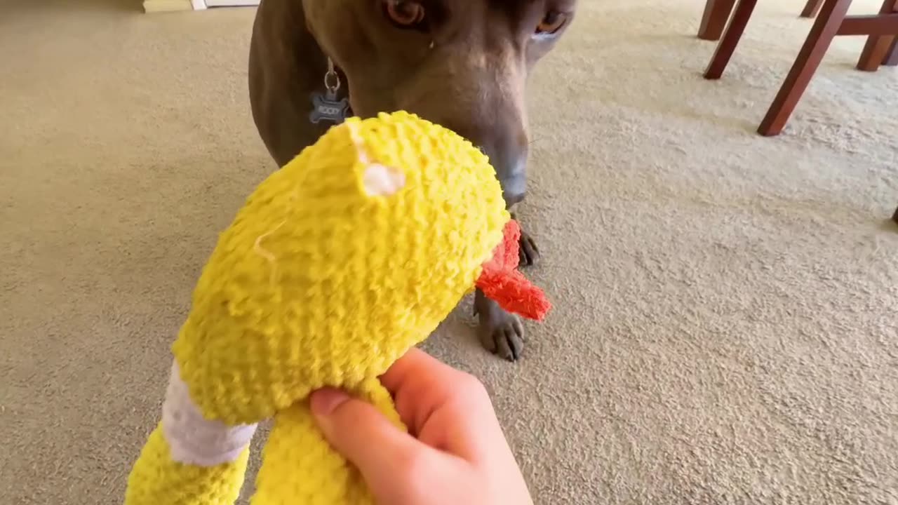 Rocky vs. The Indestructible Toy: A Hilarious Challenge