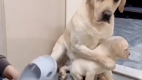 ❤️Mom is the one who will always protect you when you made mistakes🥰#love Angry Dad loves you too!