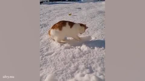 Cat's First Snow! 😹