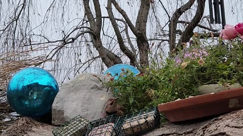 Wide Bodied Woodpecker Baby, Most Massive in the Wastelands