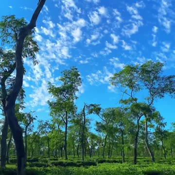 Blue sky and tea garden beautiful nature video 2025 skc.com 31