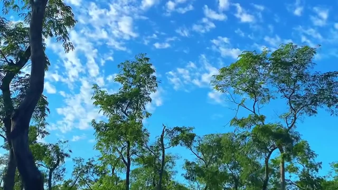 Blue sky and tea garden beautiful nature video 2025 skc.com 31