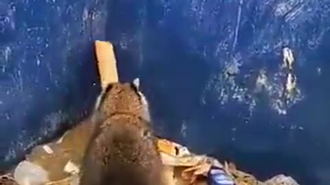 A raccoon using a piece of wood to get out of a trash can