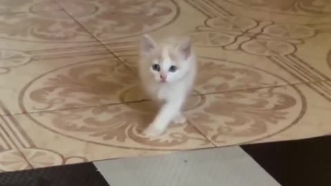 The original catwalk.. 😅