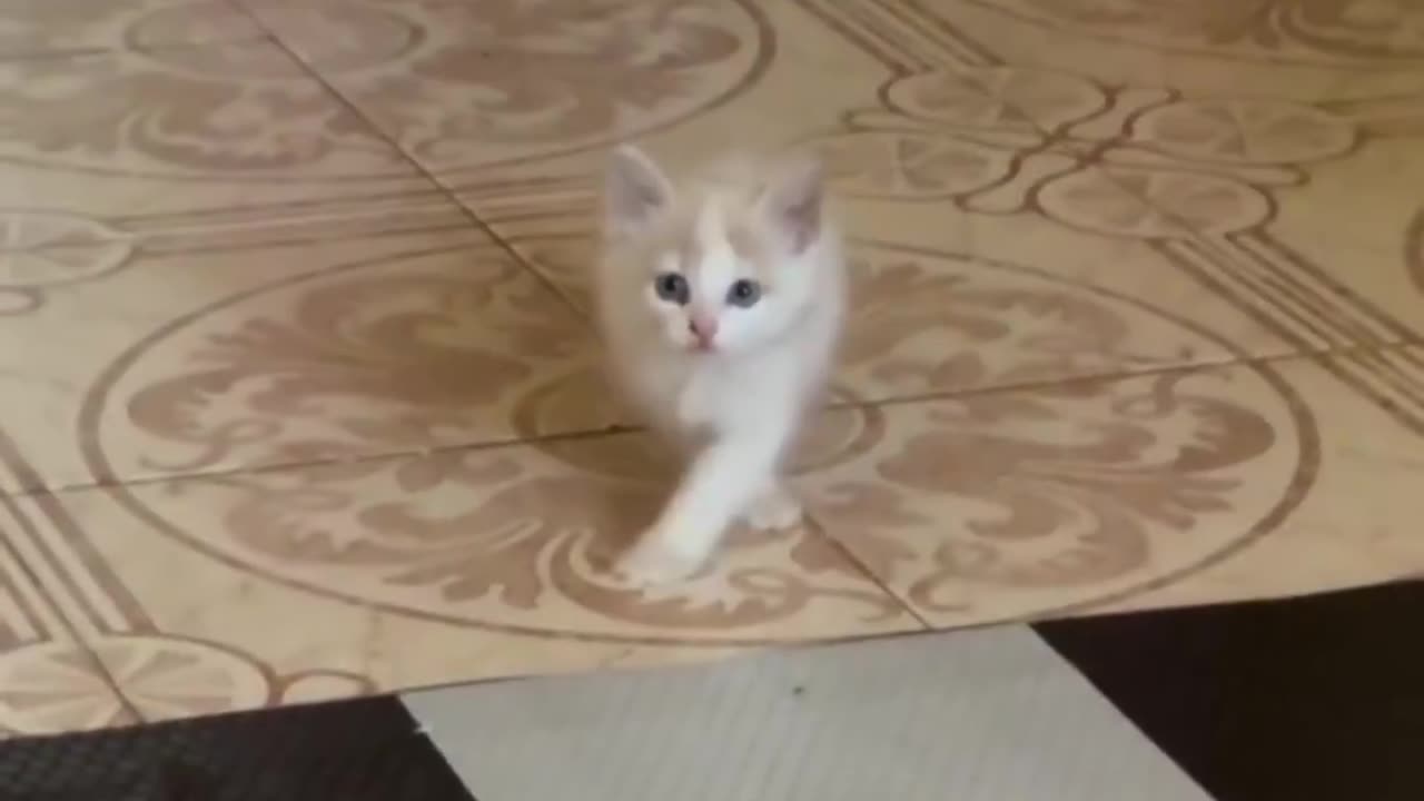 The original catwalk.. 😅