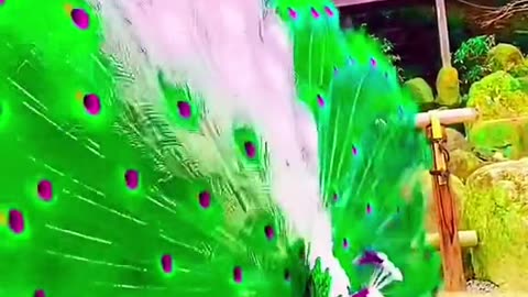 Spectacle of the beautiful peacock, in an attempt to impress the female