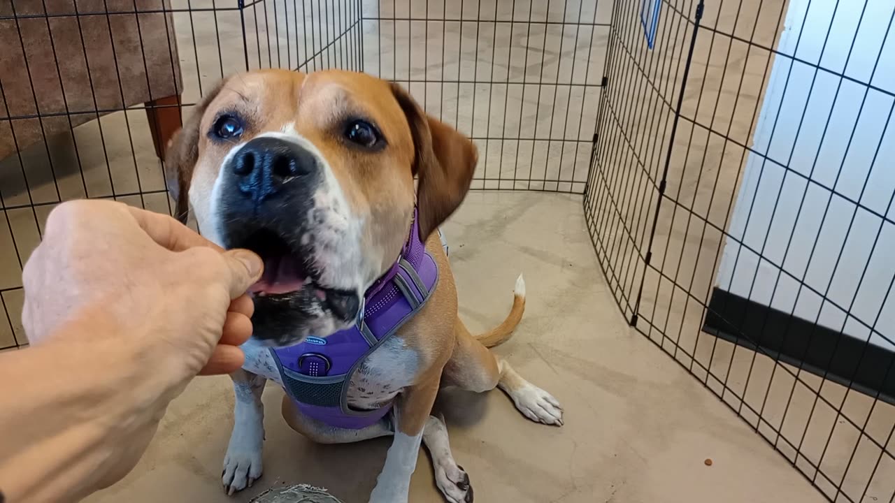 Goliath 5y A830498@TRN, in foster but needs to be adopted Loving, interested in passersby20251102798