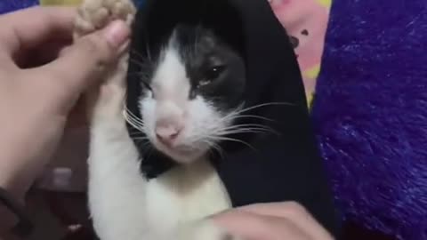 Dog's Comedy Videos 🤣 so cute videos 😍 funny videos in puppies comedy scenes 🤣
