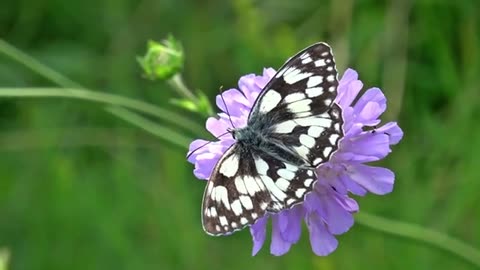 THE WORLD`S MOST AMAZING BUTTERFLIES !!!!