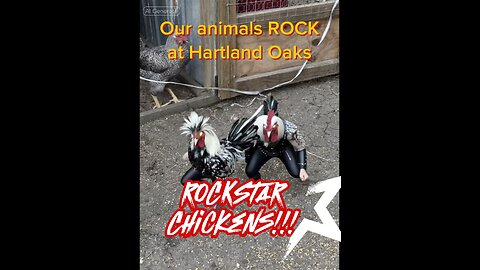 Our animals rock at Hartland Oaks!