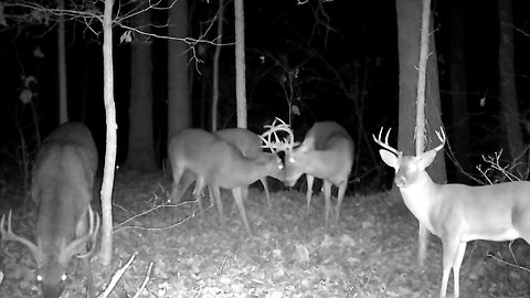 My Biggest Bucks On Trail Cam For The 2024 Deer Season.!!!