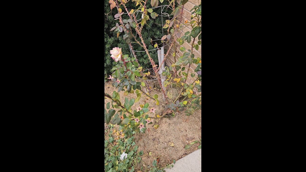 Rose Bush Still Budding the Day Before Thanksgiving in Northeastern Illinois