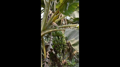 সুন্দর কলার ছরি