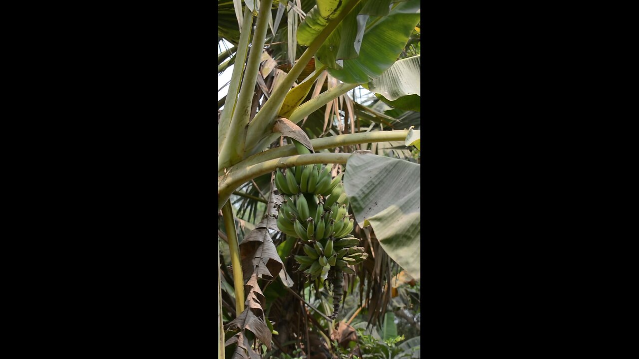 সুন্দর কলার ছরি