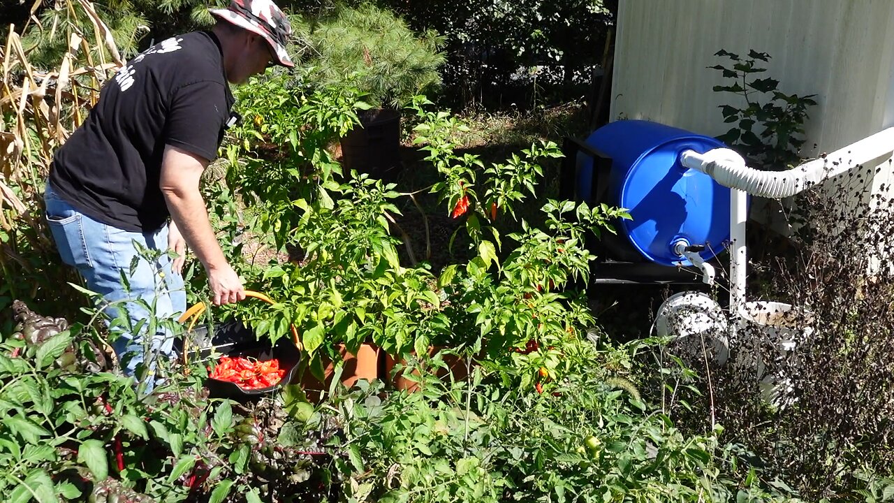 Ghost Pepper Harvest 2025 #gardeningwithbarchuckin