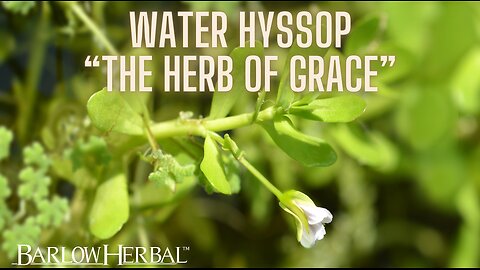 The Health Benefits of Bacopa Monnieri (Water Hyssop)