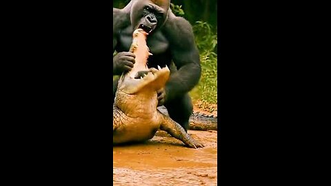 "Gorilla Saves Pig! 🐷💪 ThrowsWatermelon Like a Pro 🍉🔥"