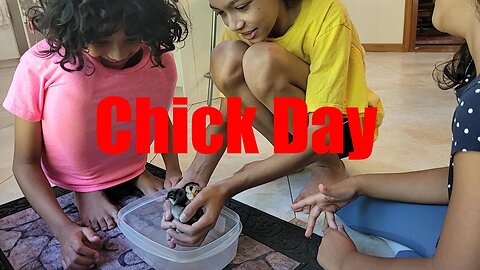 Transitioning Chicks to the Big House