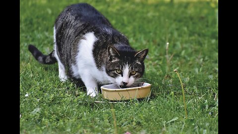 So Cute Cat Eating Food | Cat Food Eating Video With Relaxing Music #cutecats #CatLovers #CatFood