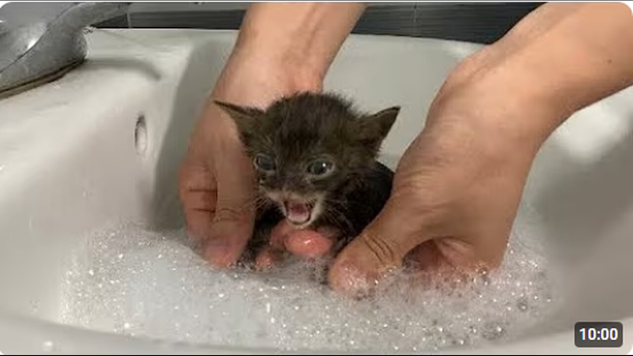 Cat Darama Level 1000!🤣🔥 Funniest Cats Reactions