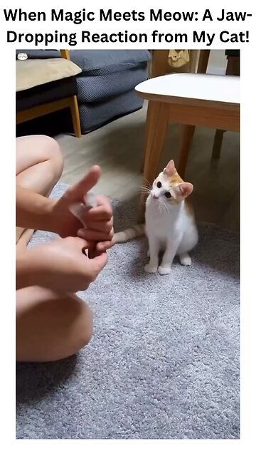 When Magic Meets Meow 🪄🐾: Witness the most jaw-dropping reaction from my cat! #meowgical #catworld