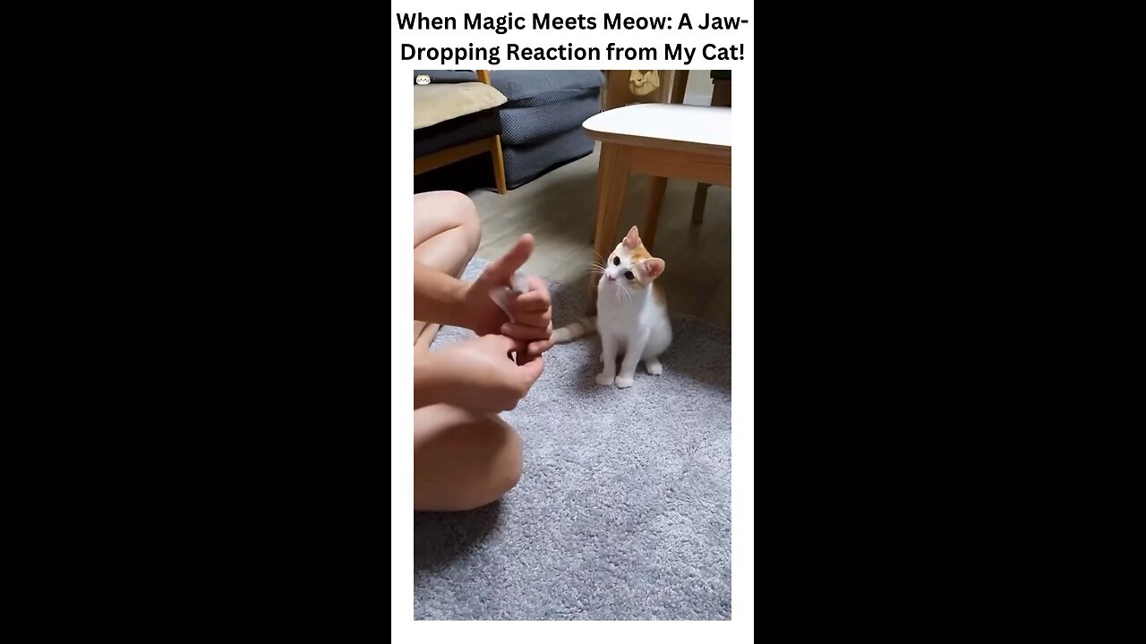 When Magic Meets Meow 🪄🐾: Witness the most jaw-dropping reaction from my cat! #meowgical #catworld