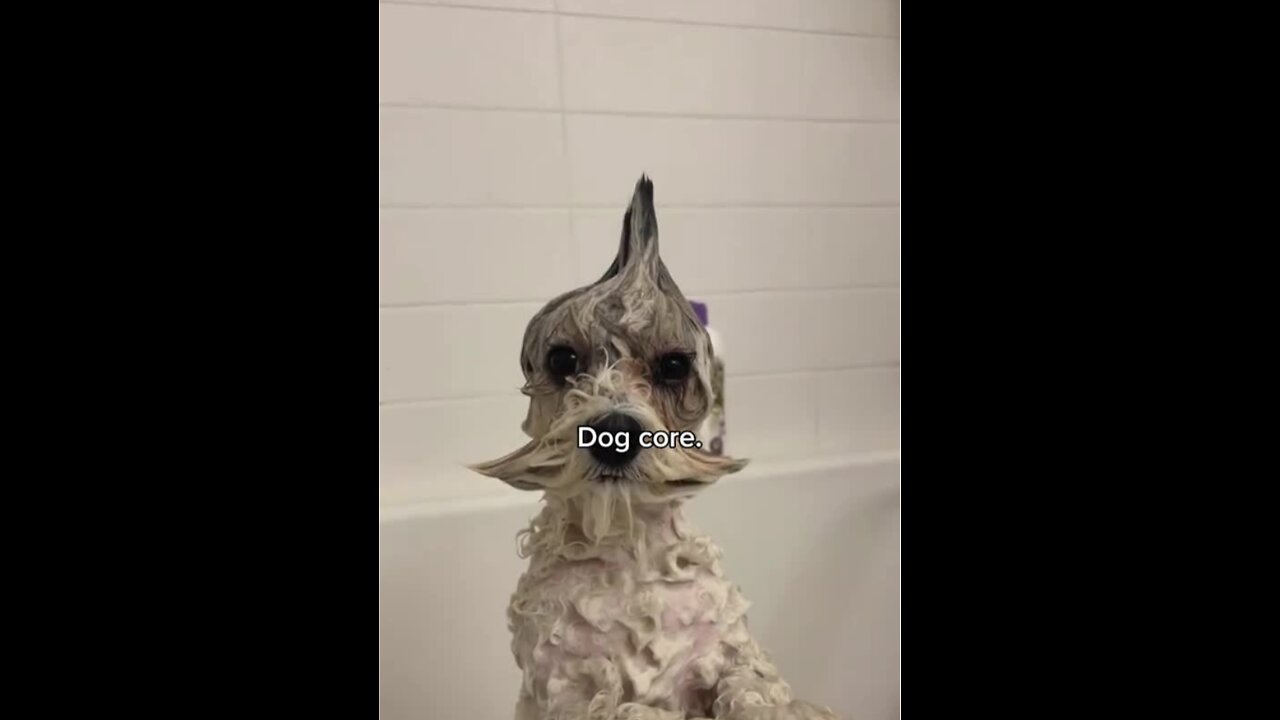 Dog core