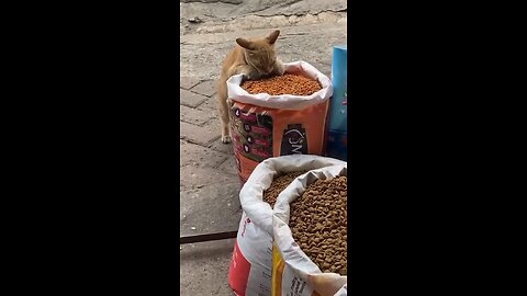Kucing manja selalu minta Makan di toko