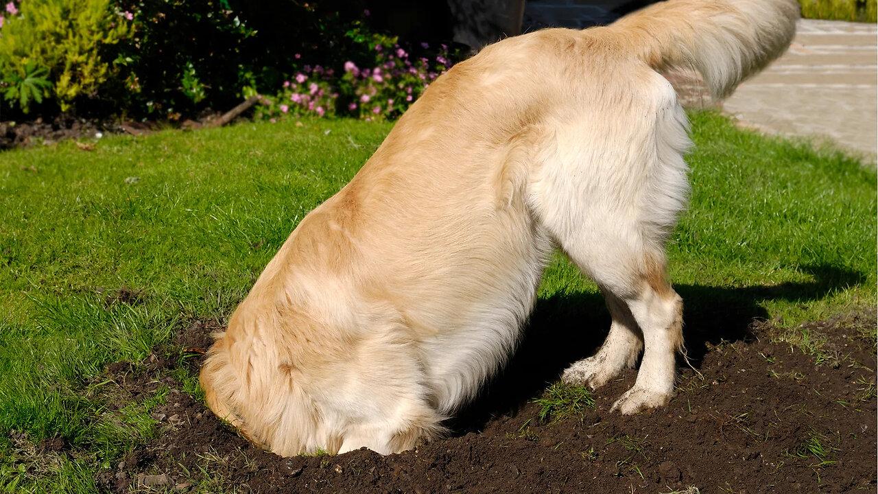 Why Do Dogs Dig ? - Instinct or Habit ?