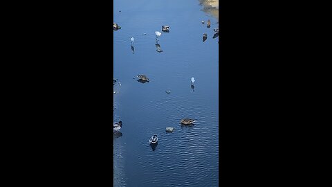Three Egrets & Mallard Ducks 🦆 #mallardducks #egrets #shorts #viral #trending