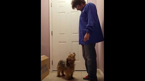 Batman & Chewy and the Mail Incident #batman #funnydogs #yorkie