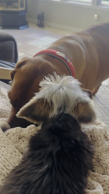 Yorkie trying to get Rhodesian Ridgeback to play