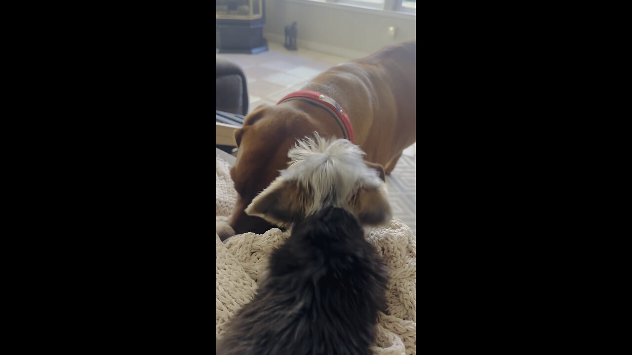 Yorkie trying to get Rhodesian Ridgeback to play