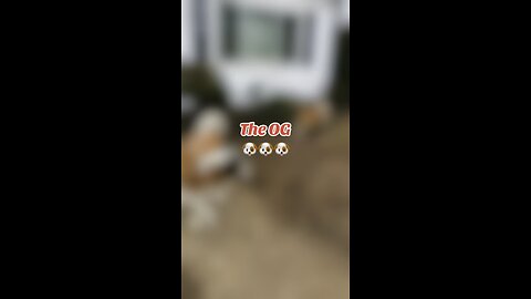 The OG #dogs #puppy #stbernard #goldenretriever #reels