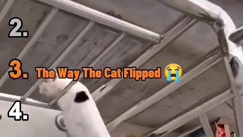 🐱 Top 5 Funniest CAT MOMENTS 🐱 #shorts