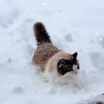 Snowy Day Delights with My Alatai Kitty