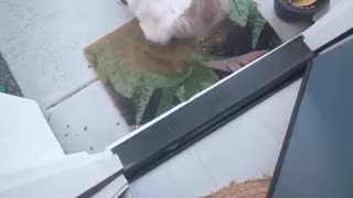 😂🐻 When Animals Try Outdoor Rolls for the First Time | FunFM