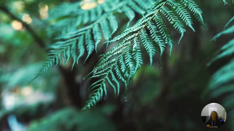 Mark 11:25 Scripture Tuning Forgiveness 174 Hz Biofield Clearing Meditation