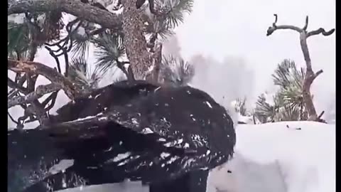 “In the Middle of a Snowfall a Mother’s Wings Became the Only Warmth Left.”