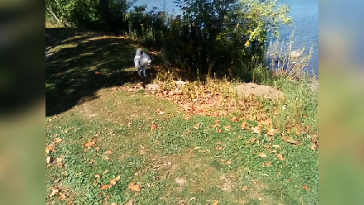 dog