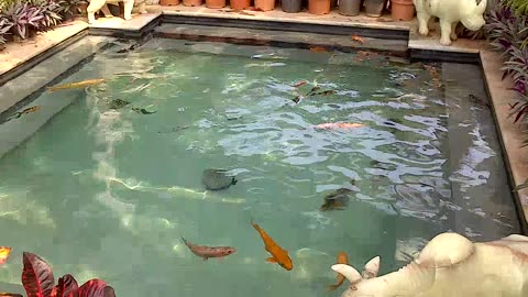 Fishes in a pond